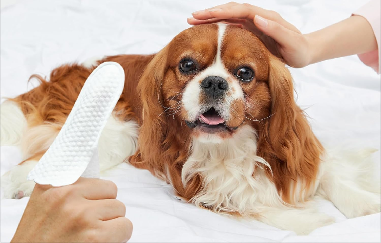 Dental Issues in Dogs and Cats: Causes, Symptoms, Prevention & Treatment