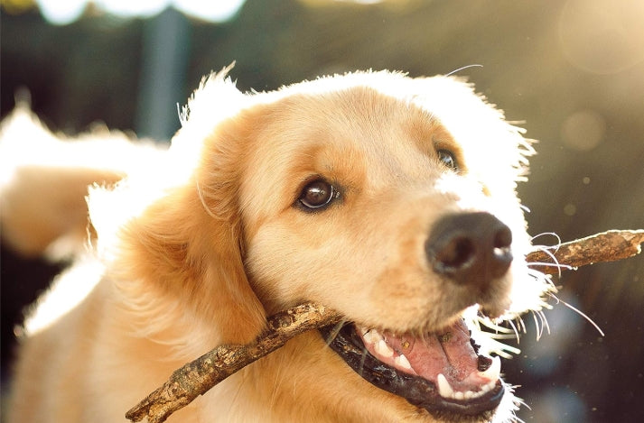 How Grooming Can Prevent Common Skin Issues for Pets